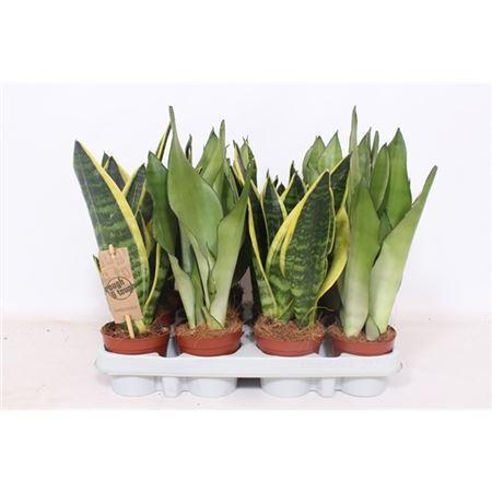 Горшечные цветы и растения оптом Sansevieria Mix от 12шт (для телеги) из Голландии с доставкой по России
