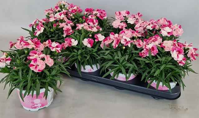 Горшечные цветы и растения оптом Dian Sprint Pink Pro от 8шт из Голландии с доставкой по России