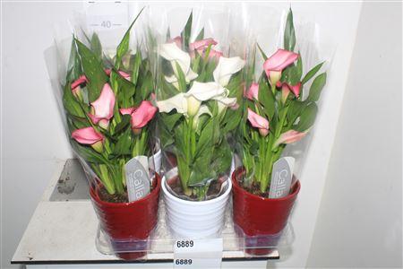 Горшечные цветы и растения оптом ** Zant Capt Fresco 5+ In Keramiek* Autumn Promo * от 6шт из Голландии с доставкой по России