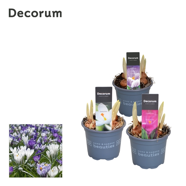 Горшечные цветы и растения оптом Crocus Mix (decorum) от 18шт из Голландии с доставкой по России