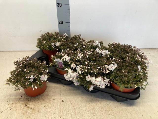 Горшечные цветы и растения оптом Phlox S Amazing Grac от 8шт из Голландии с доставкой по России