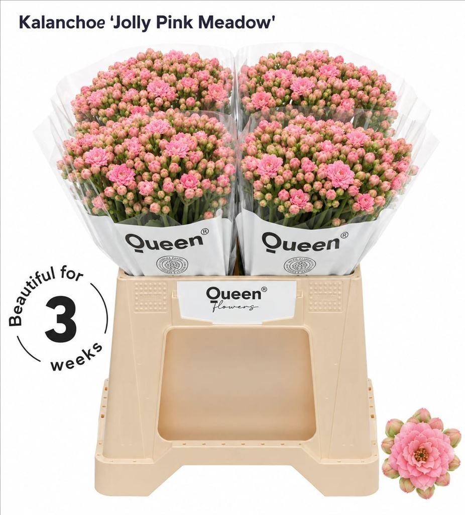 Срезанные цветы оптом Kalanchoe sweet pink от 20шт из Голландии с доставкой по России