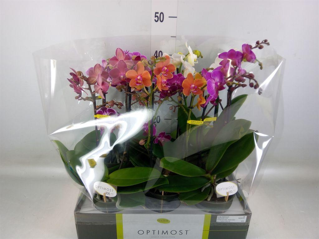 Горшечные цветы и растения оптом Phalaenopsis Multi.   ...mix  6 от 6шт из Голландии с доставкой по России