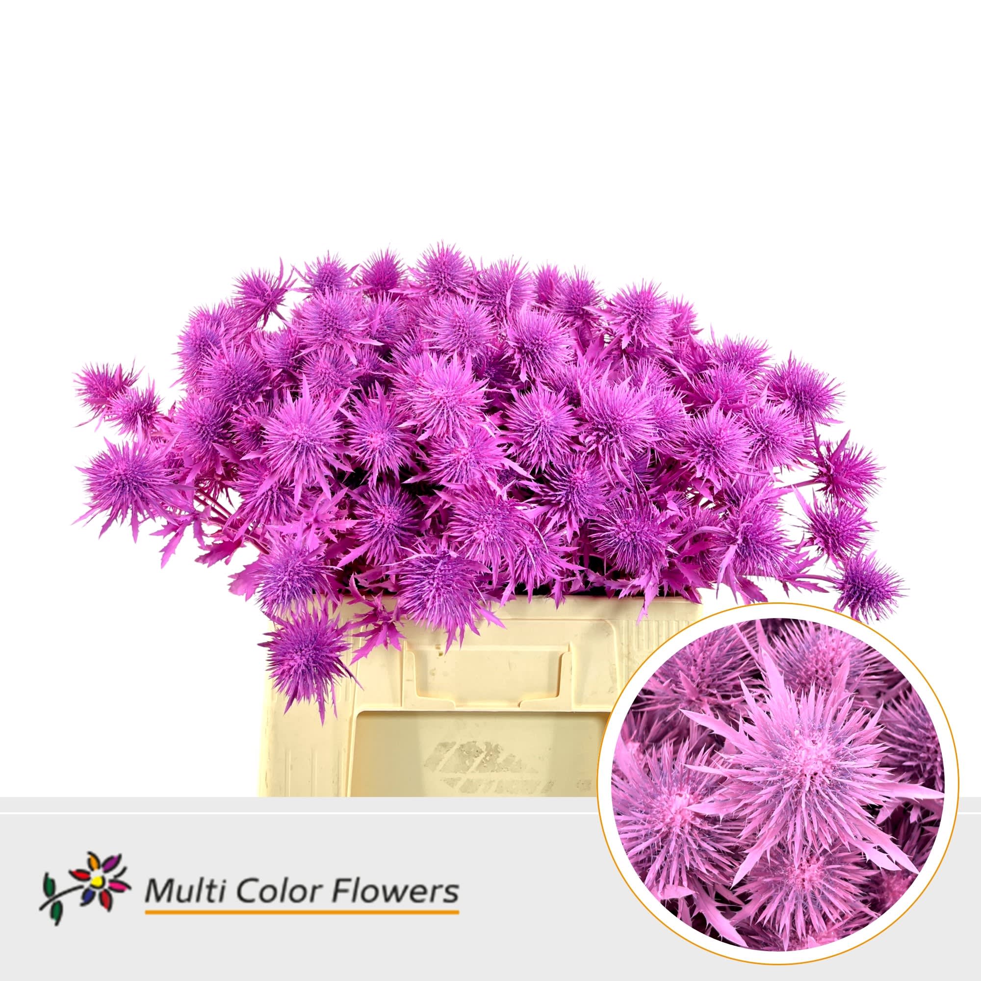 Срезанные цветы оптом Eryngium alpinum paint pink от 50шт из Голландии с доставкой по России
