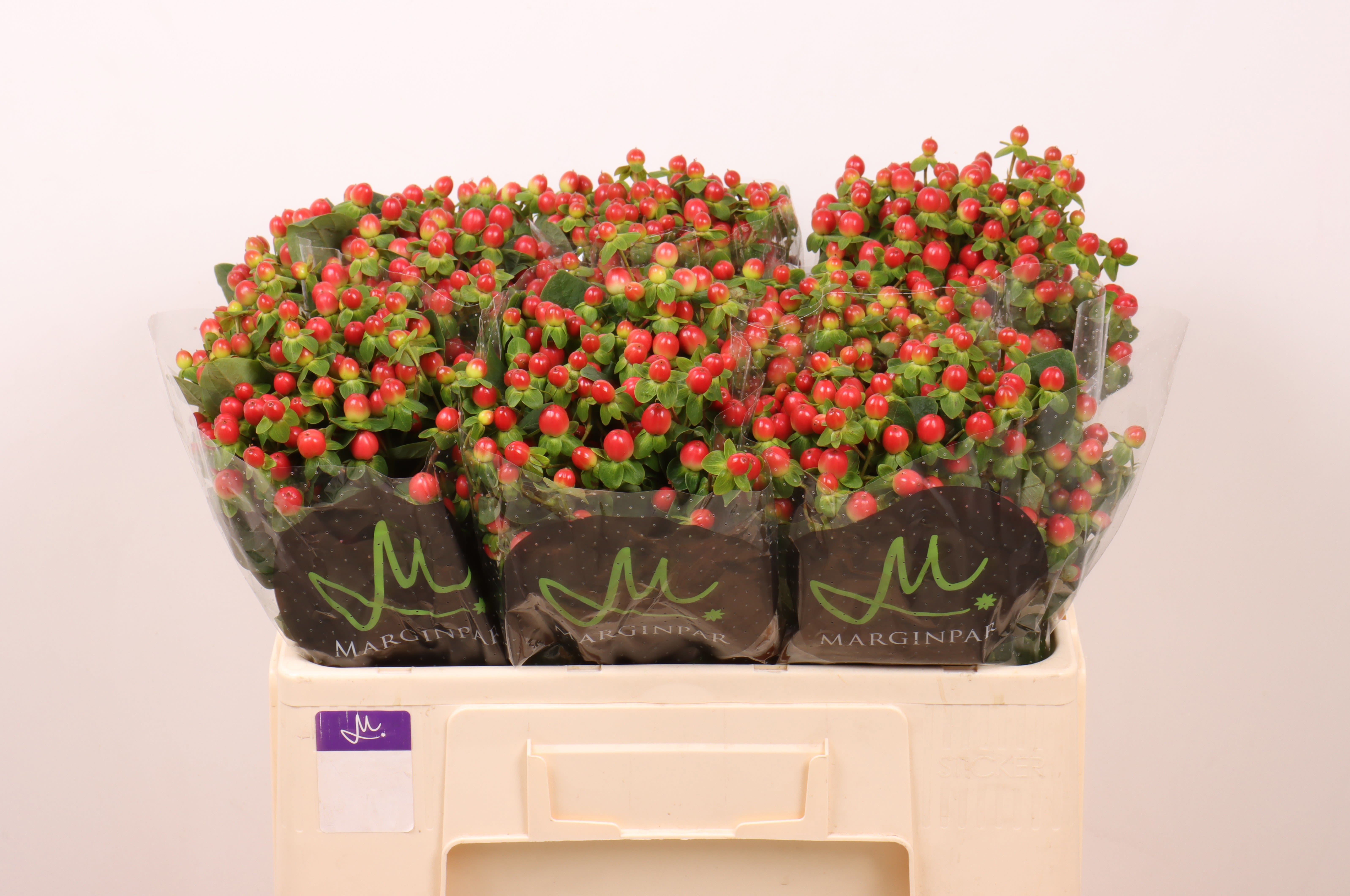 Срезанные цветы оптом Hypericum tomato flair от 80шт... из Голландии с доставкой по России