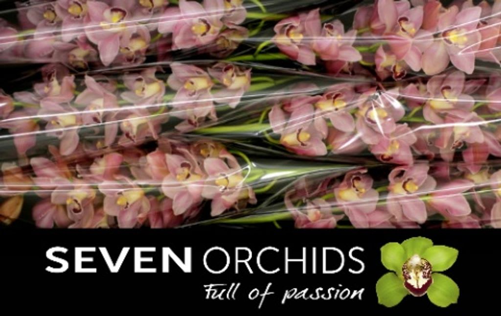 Срезанные цветы оптом Cymbidium pink jenny от 6шт из Голландии с доставкой по России