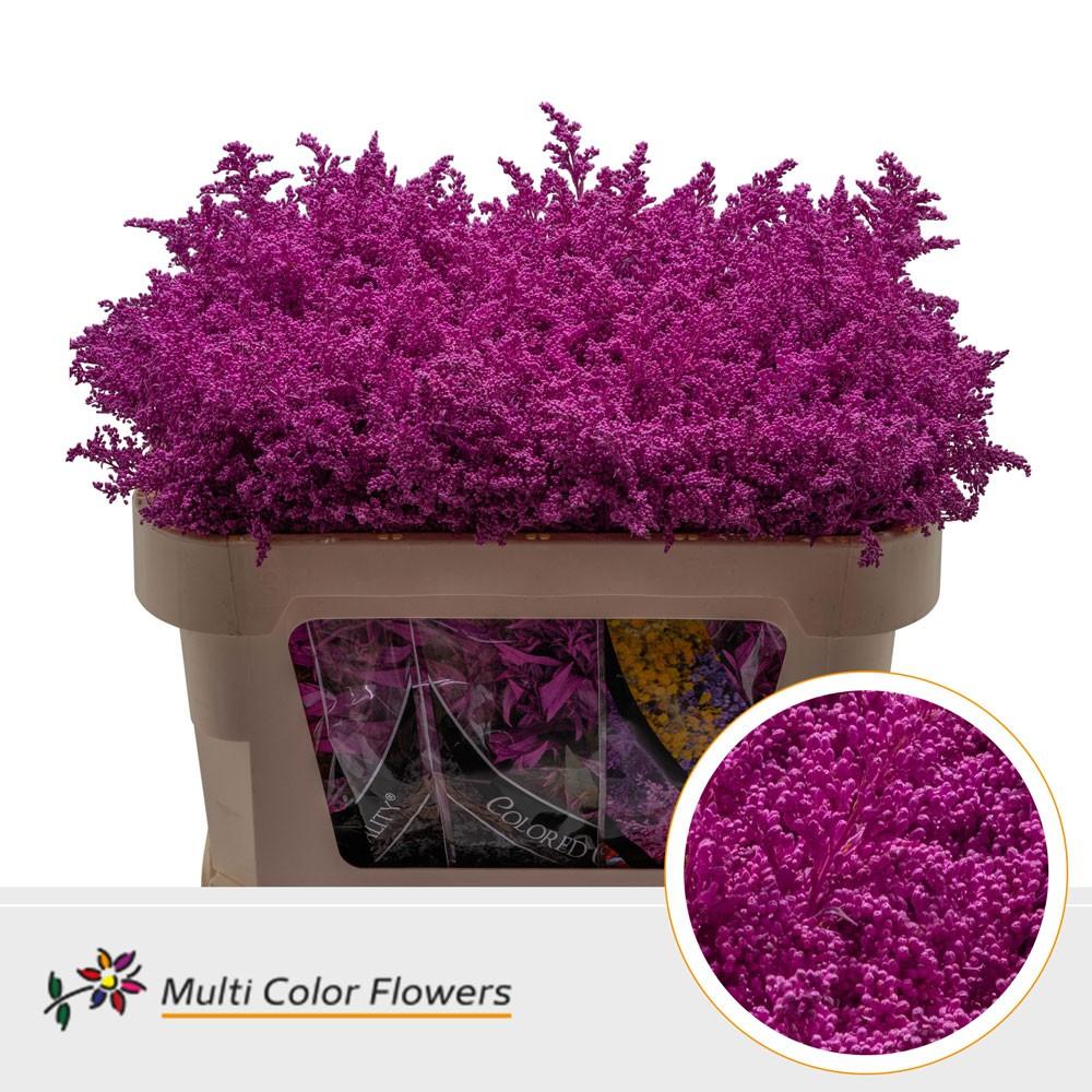 Срезанные цветы оптом Solidago paint cerise от 100шт. из Голландии с доставкой по России