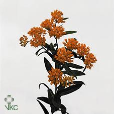 Срезанные цветы оптом Asclepias tuberosa от 40шт из Голландии с доставкой по России
