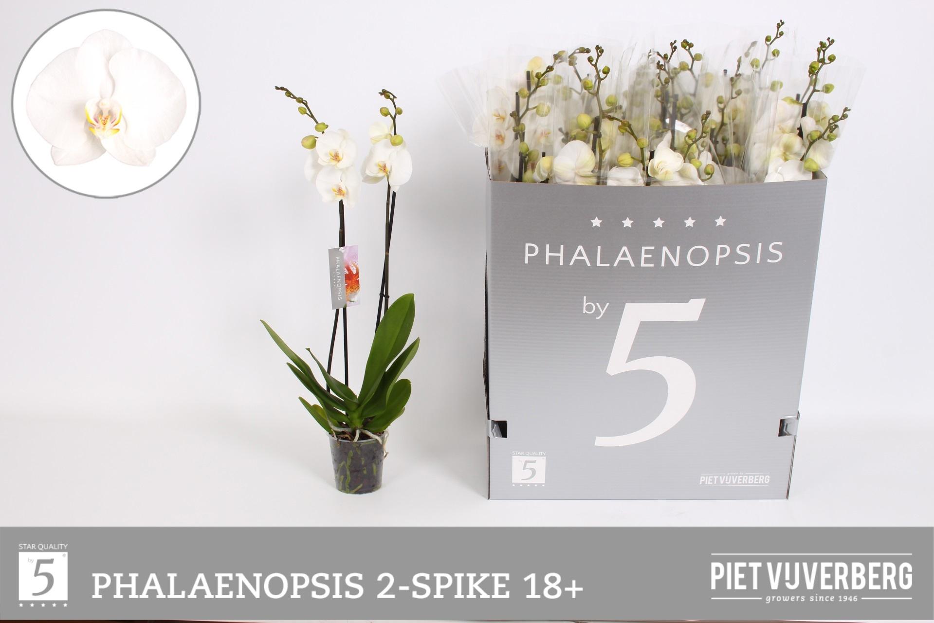 Горшечные цветы и растения оптом Phal Ov Wit от 12шт из Голландии с доставкой по России