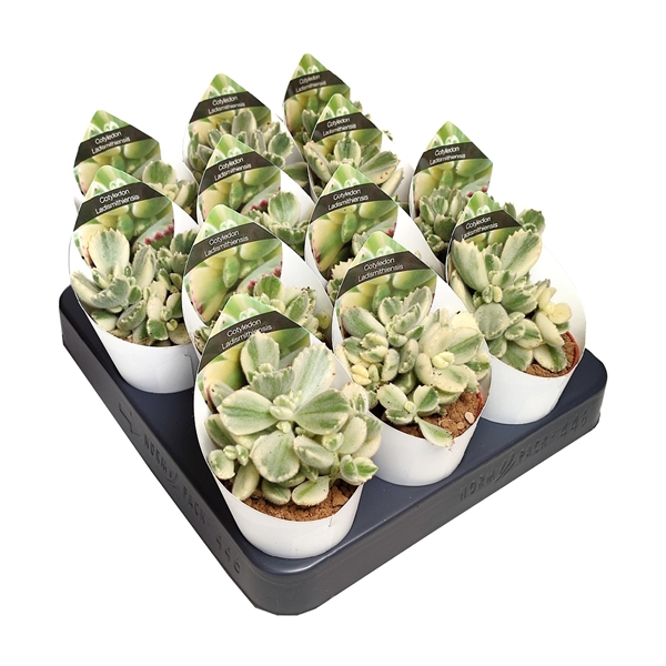 Горшечные цветы и растения оптом Cotyledon Ladismithiensis Variegato Potcover от 12шт из Голландии с доставкой по России