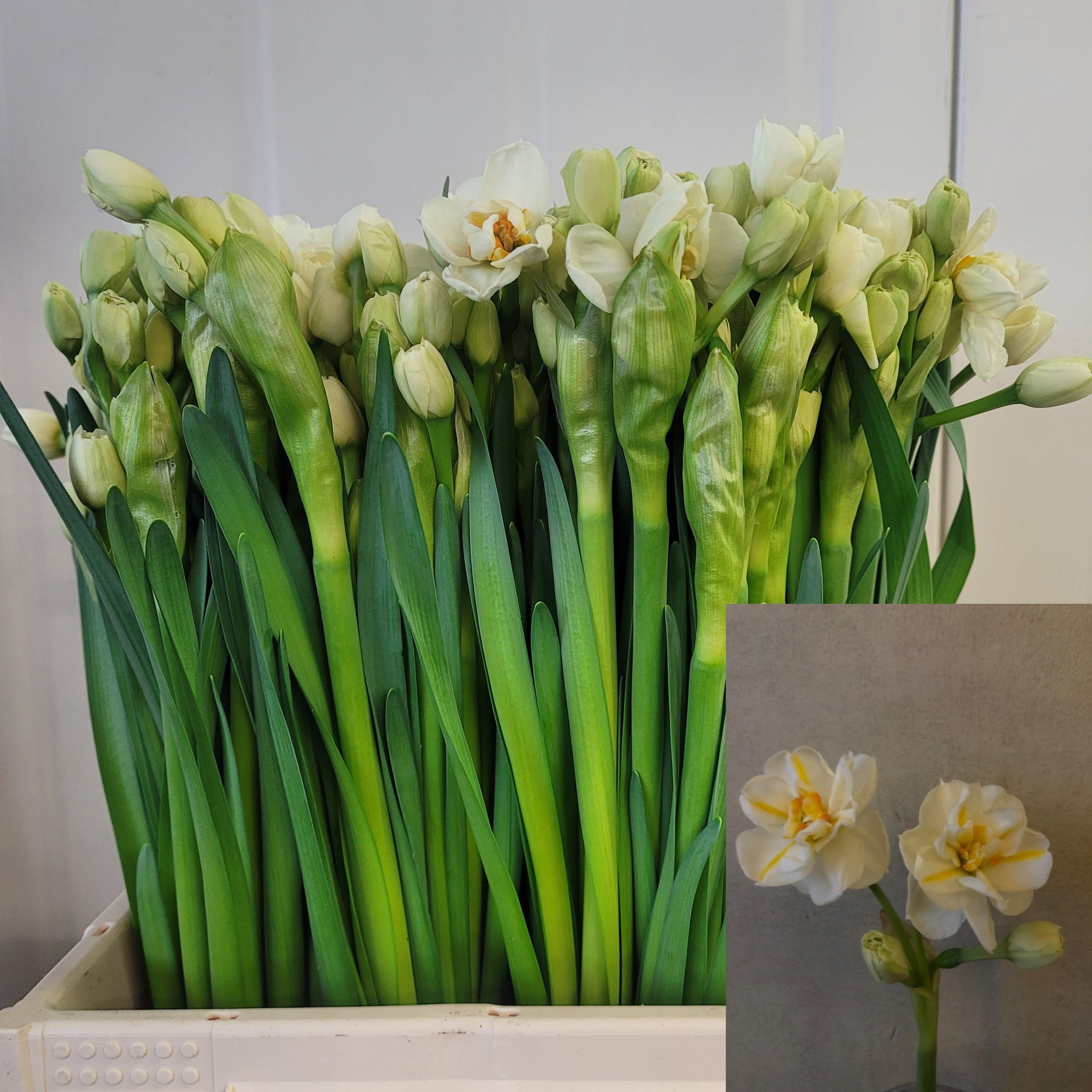 Срезанные цветы оптом Narcissus sp sir winston churchill от 150шт из Голландии с доставкой по России