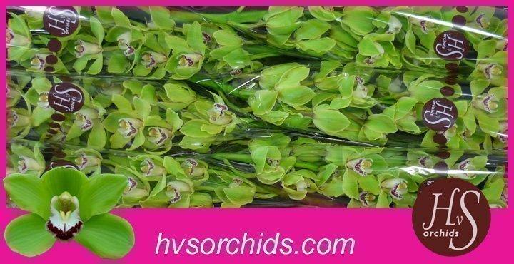 Срезанные цветы оптом Cymbidium green anderson от 6шт из Голландии с доставкой по России