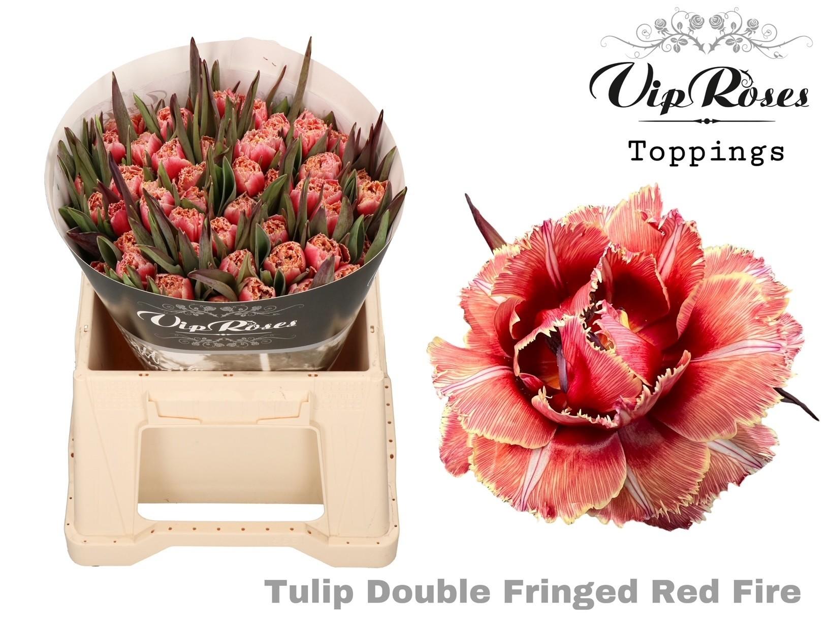Срезанные цветы оптом Tulipa do paint red fire от 50шт из Голландии с доставкой по России