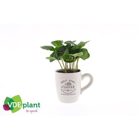 Горшечные цветы и растения оптом Coffea In Koffiemok Wit от 12шт (для телеги) из Голландии с доставкой по России