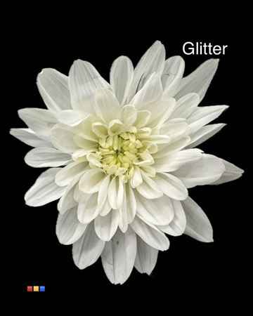 Срезанные цветы оптом Chrys sp paint euro white + glitter от 60шт из Голландии с доставкой по России