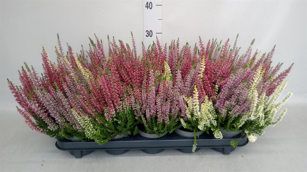 Горшечные цветы и растения оптом Calluna Vulg. garden G ..mix 3/p от 10шт из Голландии с доставкой по России
