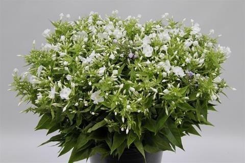 Срезанные цветы оптом Phlox white от 50шт из Голландии с доставкой по России