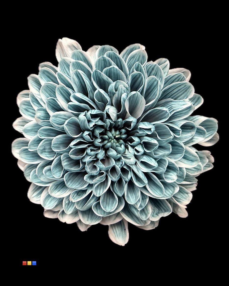 Срезанные цветы оптом Chrys sp paint altaj navy blue от 40шт из Голландии с доставкой по России