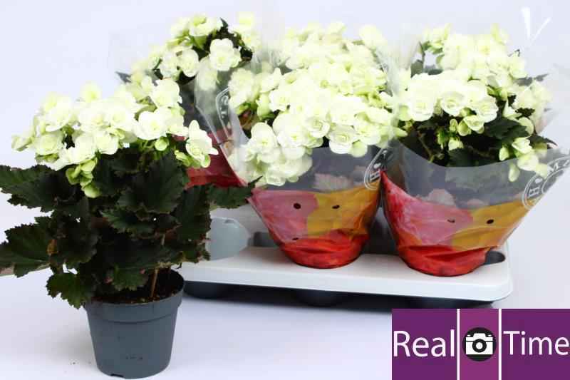 Горшечные цветы и растения оптом Beg Du Mo 2 Joy Whit от 6шт из Голландии с доставкой по России