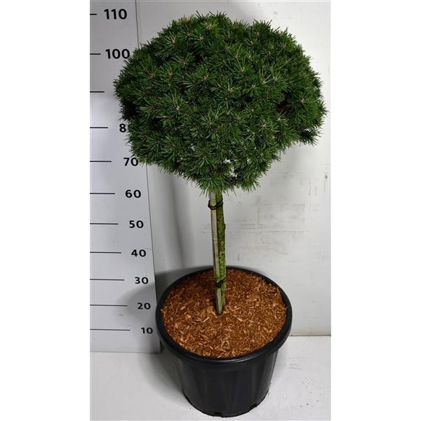 Горшечные цветы и растения оптом Pinus Mugo Austreim On Stem от 1шт из Голландии с доставкой по России