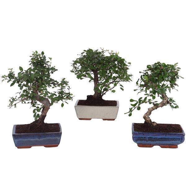 Горшечные цветы и растения оптом Bonsai Mix In Ceramic Ball S-shape от 6шт из Голландии с доставкой по России