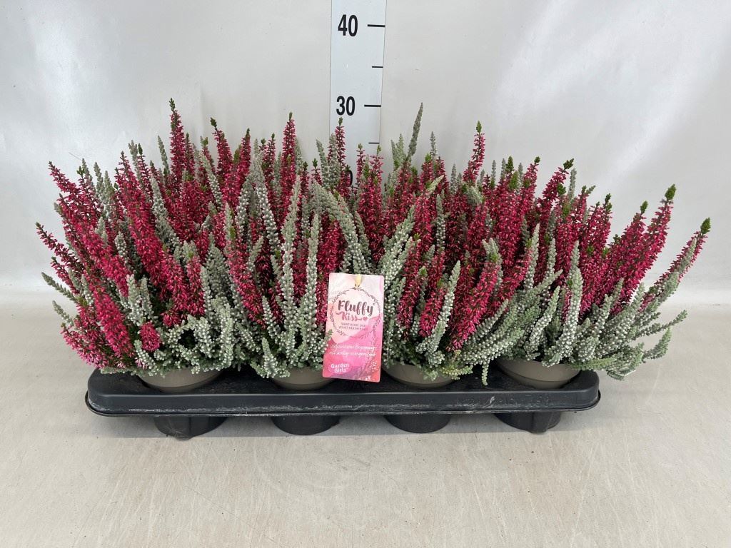 Горшечные цветы и растения оптом Calluna Vulg. garden G Fluffy от 8шт из Голландии с доставкой по России