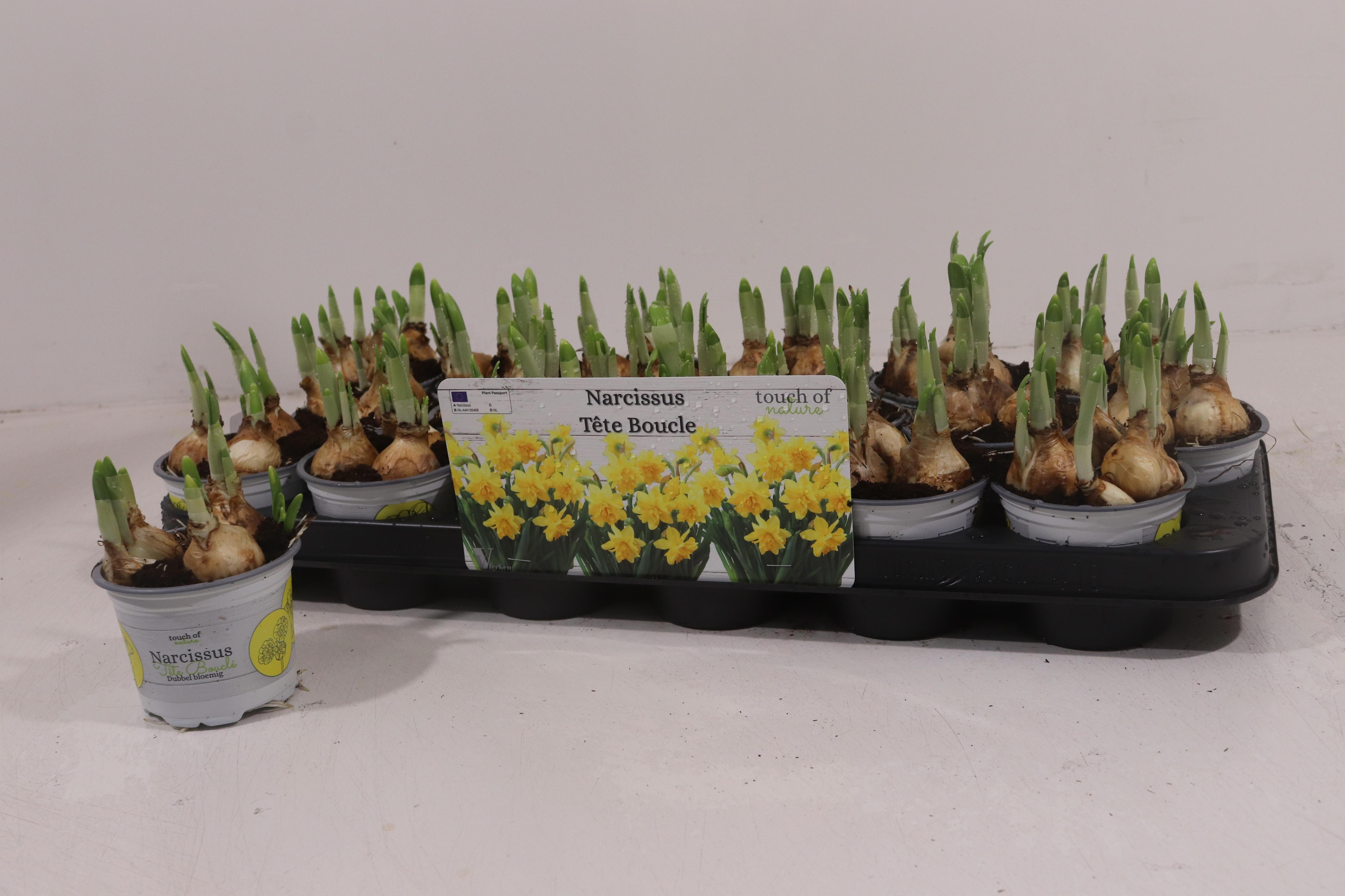 Горшечные цветы и растения оптом Narc D Tete Boucle от 18шт (для телеги) из Голландии с доставкой по России