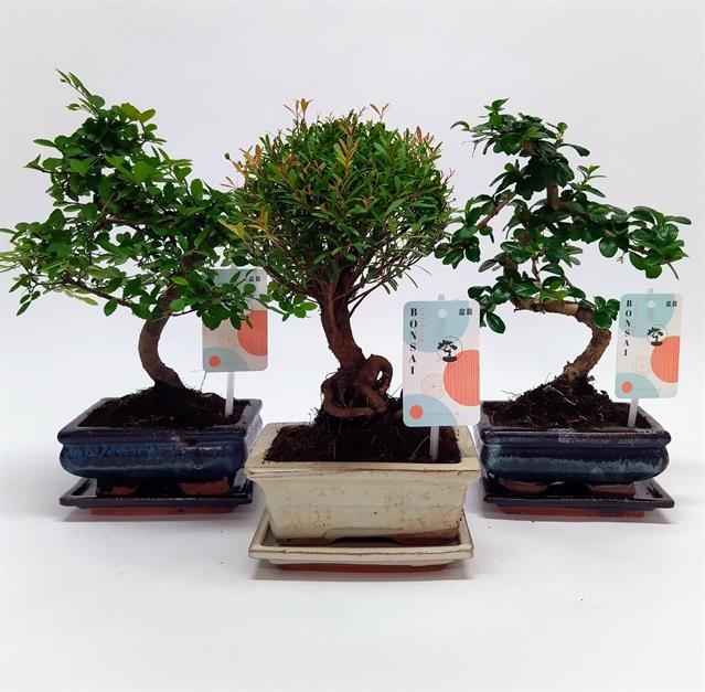 Горшечные цветы и растения оптом Bonsai Mix Outdoor от 10шт из Голландии с доставкой по России