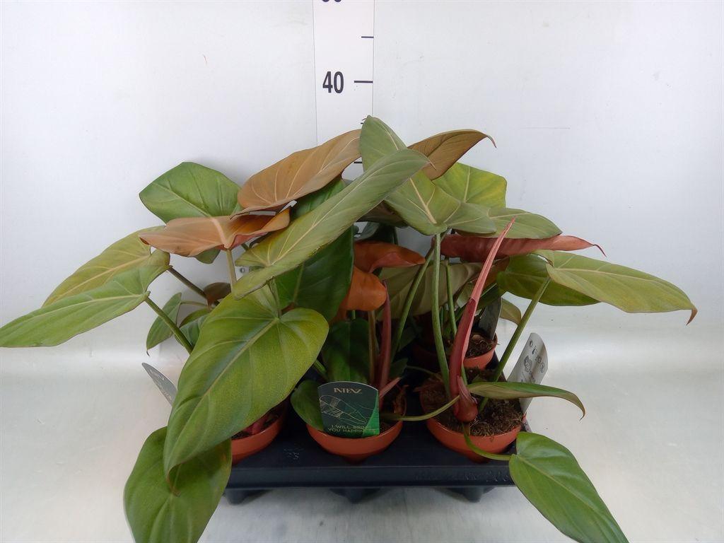 Горшечные цветы и растения оптом Philodendron Black Cardinal от 6шт из Голландии с доставкой по России