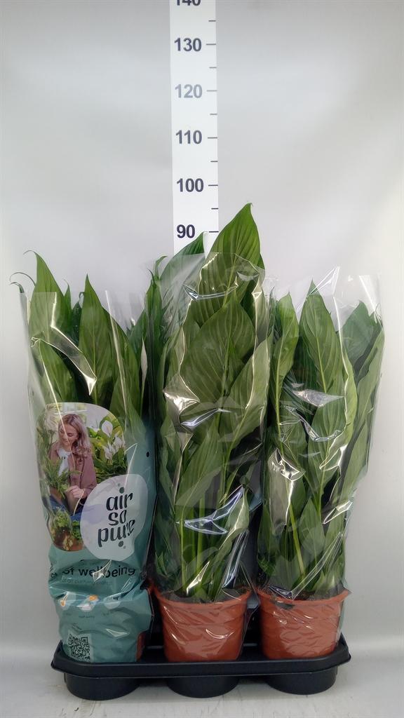 Горшечные цветы и растения оптом Spathiphyllum bingo Cupido от 3шт из Голландии с доставкой по России