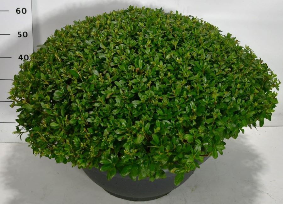 Горшечные цветы и растения оптом Rhododendron (aj) Aladdin Scout от 1шт из Голландии с доставкой по России