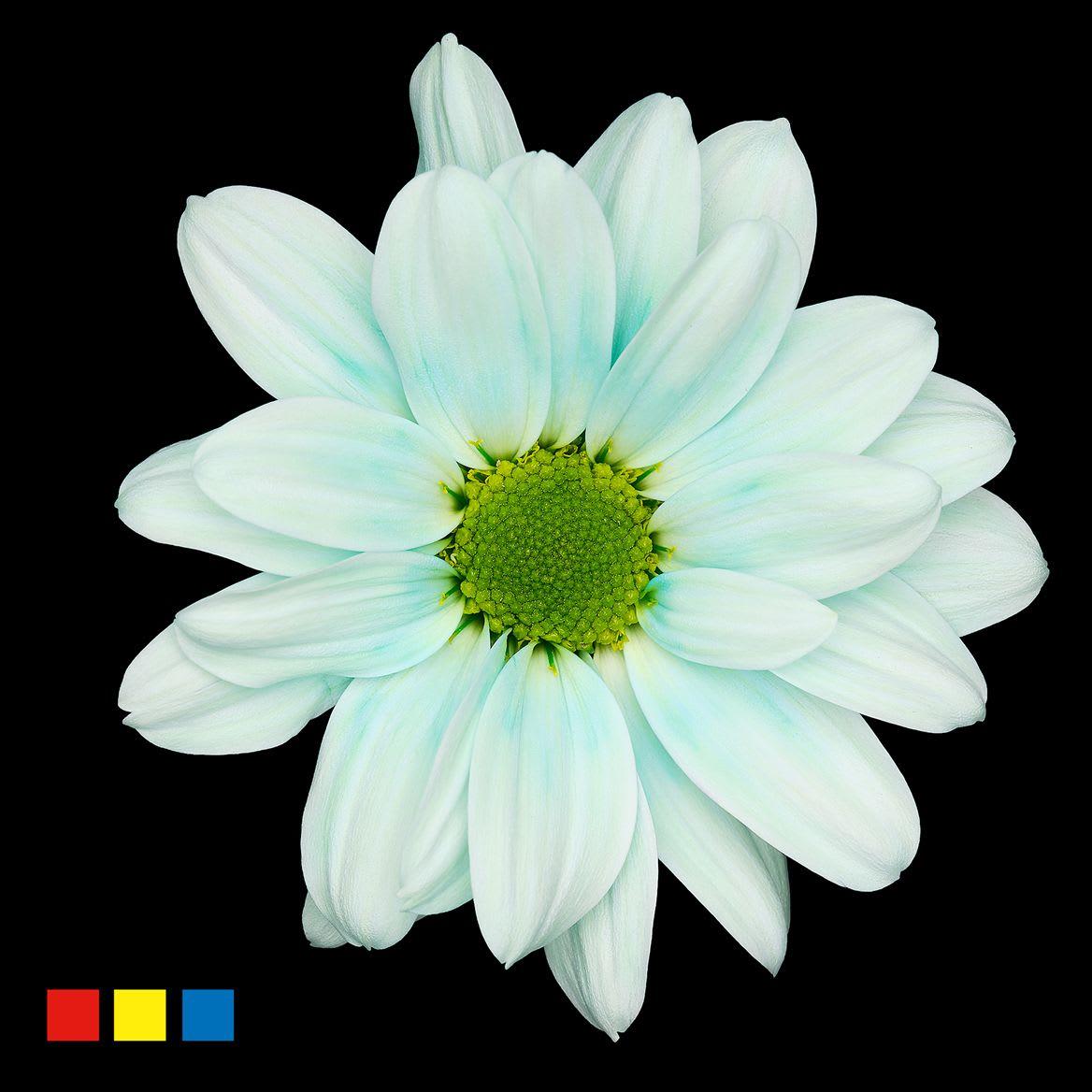 Срезанные цветы оптом Chrys sp paint kennedy pastel mint от 40шт из Голландии с доставкой по России