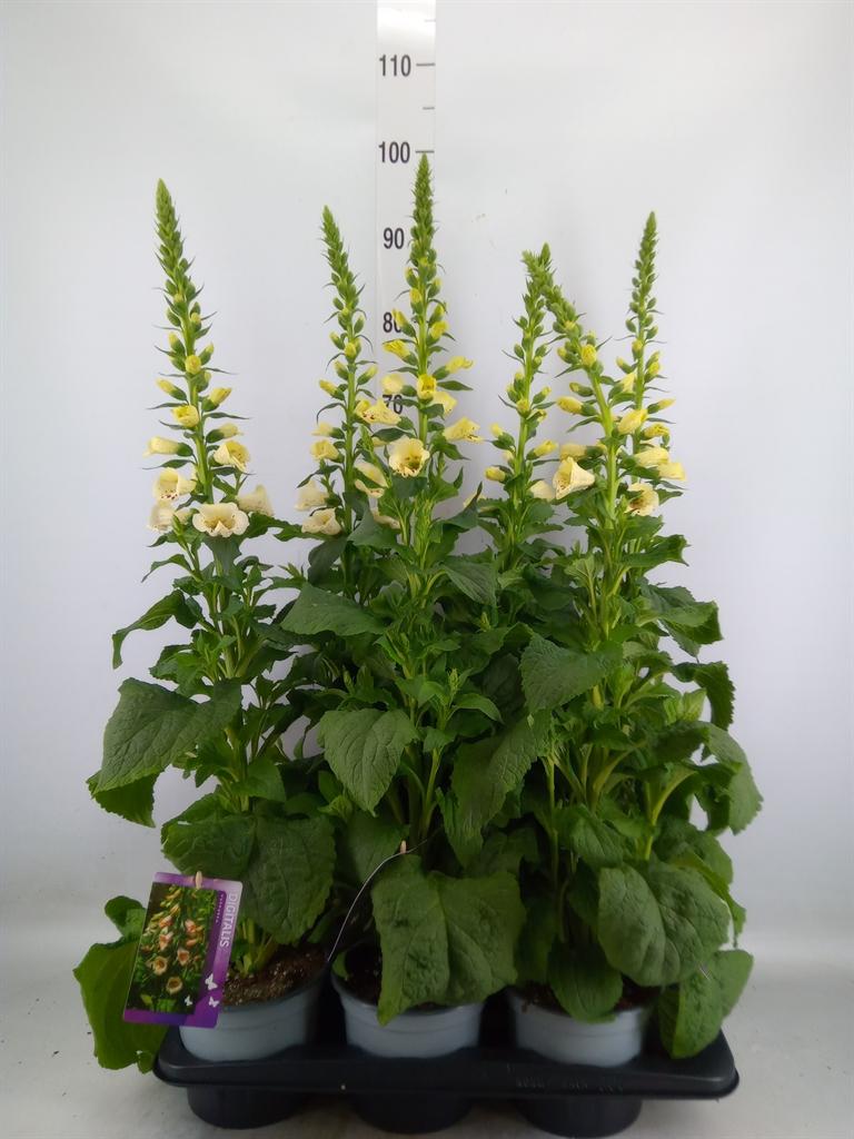 Горшечные цветы и растения оптом Digitalis Purp. от 6шт из Голландии с доставкой по России