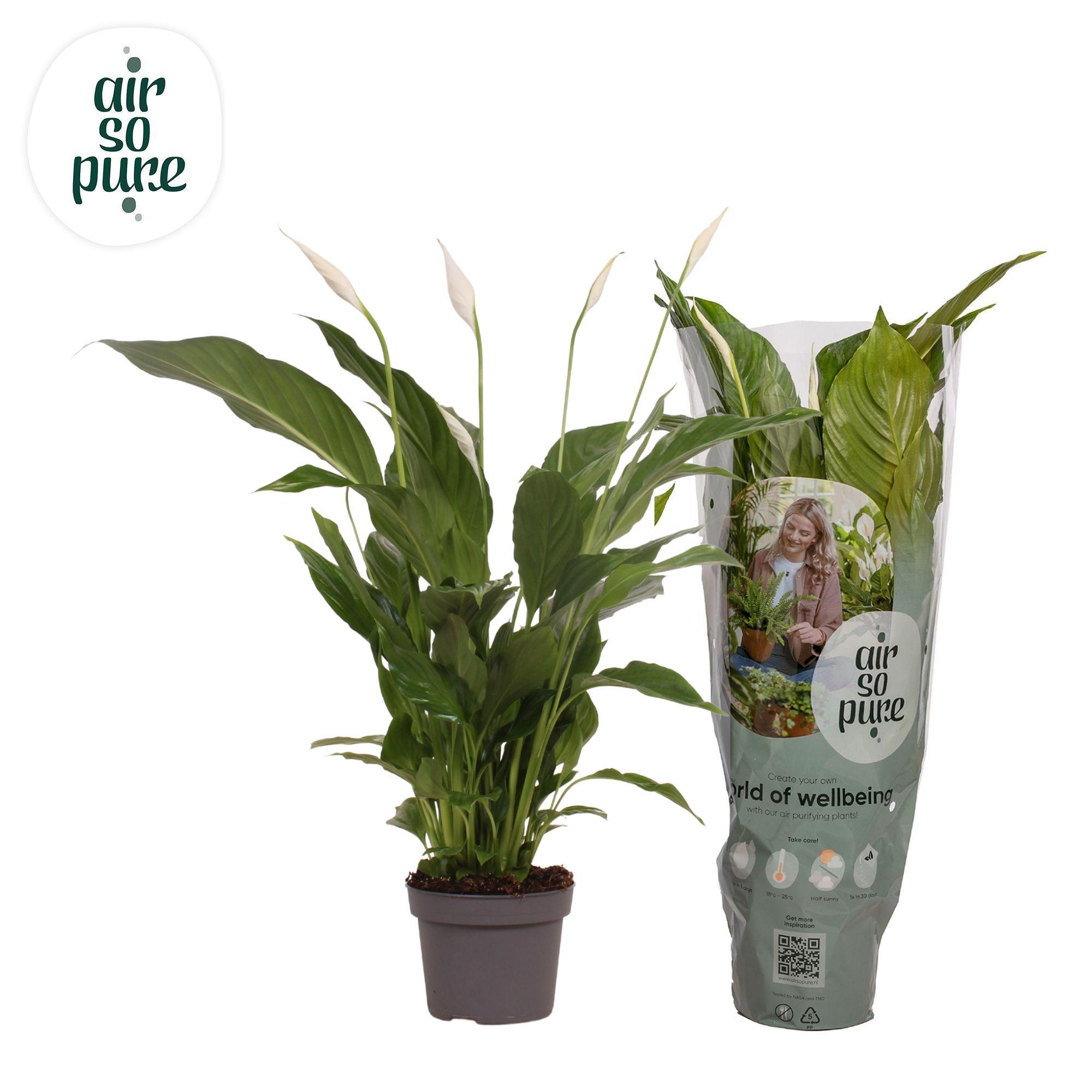 Горшечные цветы и растения оптом Spath Strauss от 8шт из Голландии с доставкой по России