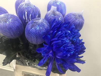 Срезанные цветы оптом Chrys bl paint antonov blue dark от 40шт. из Голландии с доставкой по России