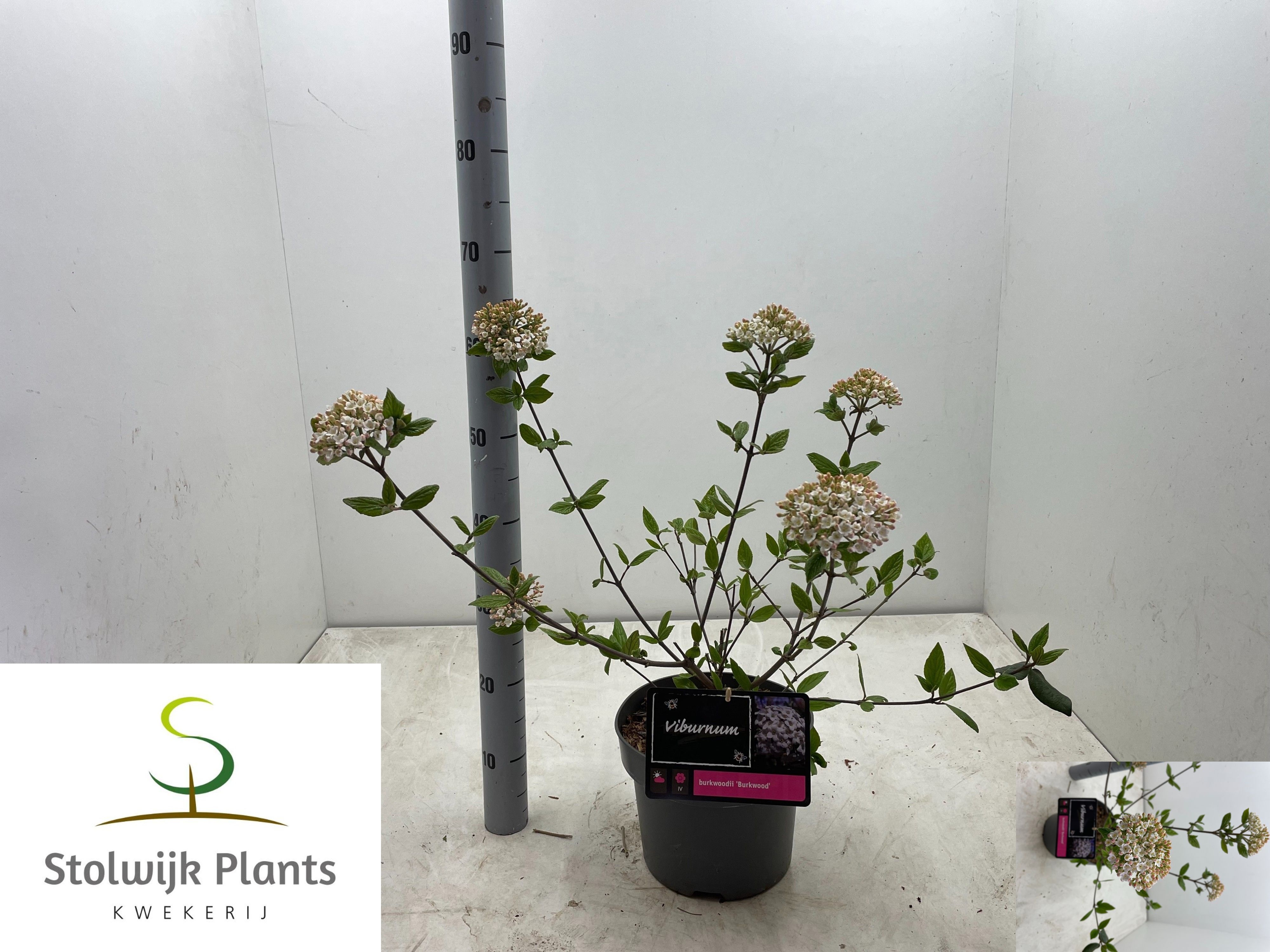 Горшечные цветы и растения оптом Vibu Bu Burkwood от 1шт из Голландии с доставкой по России