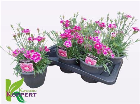 Горшечные цветы и растения оптом Dianthus Aura от 6шт из Голландии с доставкой по России
