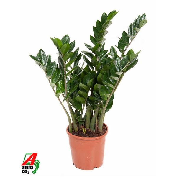 Горшечные цветы и растения оптом Zamioculcas 10+ от 1шт из Голландии с доставкой по России