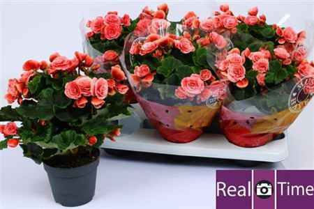 Горшечные цветы и растения оптом Begonia Du Borias от 6шт из Голландии с доставкой по России