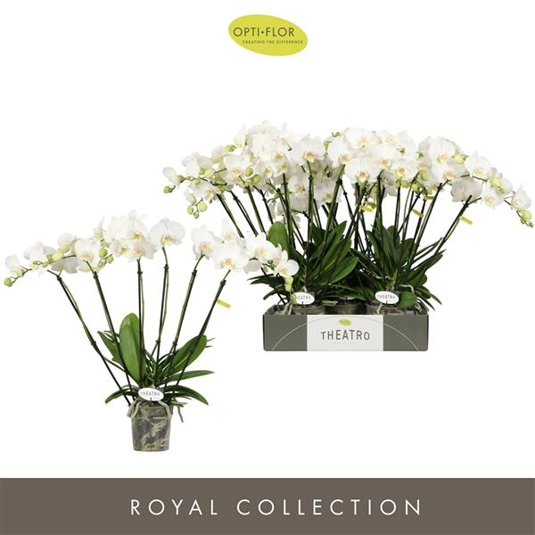 Горшечные цветы и растения оптом Phal 6st Theatro Jazz 40+ (opti) от 5шт из Голландии с доставкой по России