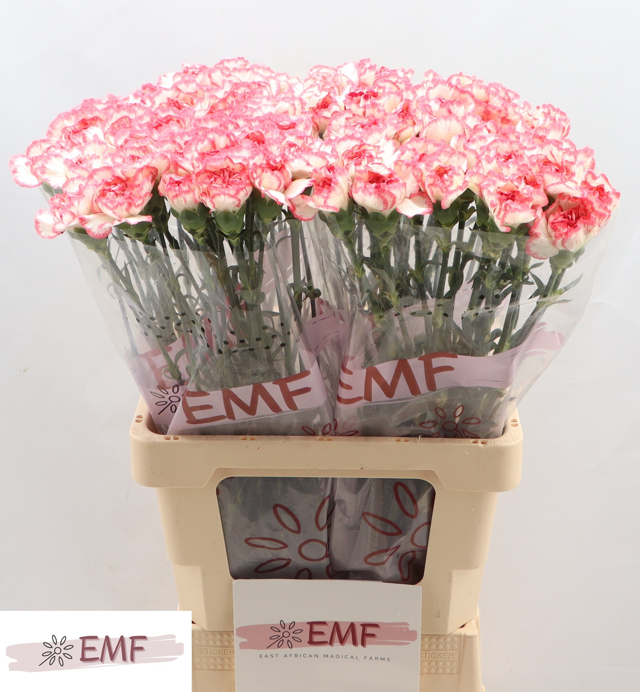 Срезанные цветы оптом Dianthus st bacarat pink от 80шт из Голландии с доставкой по России