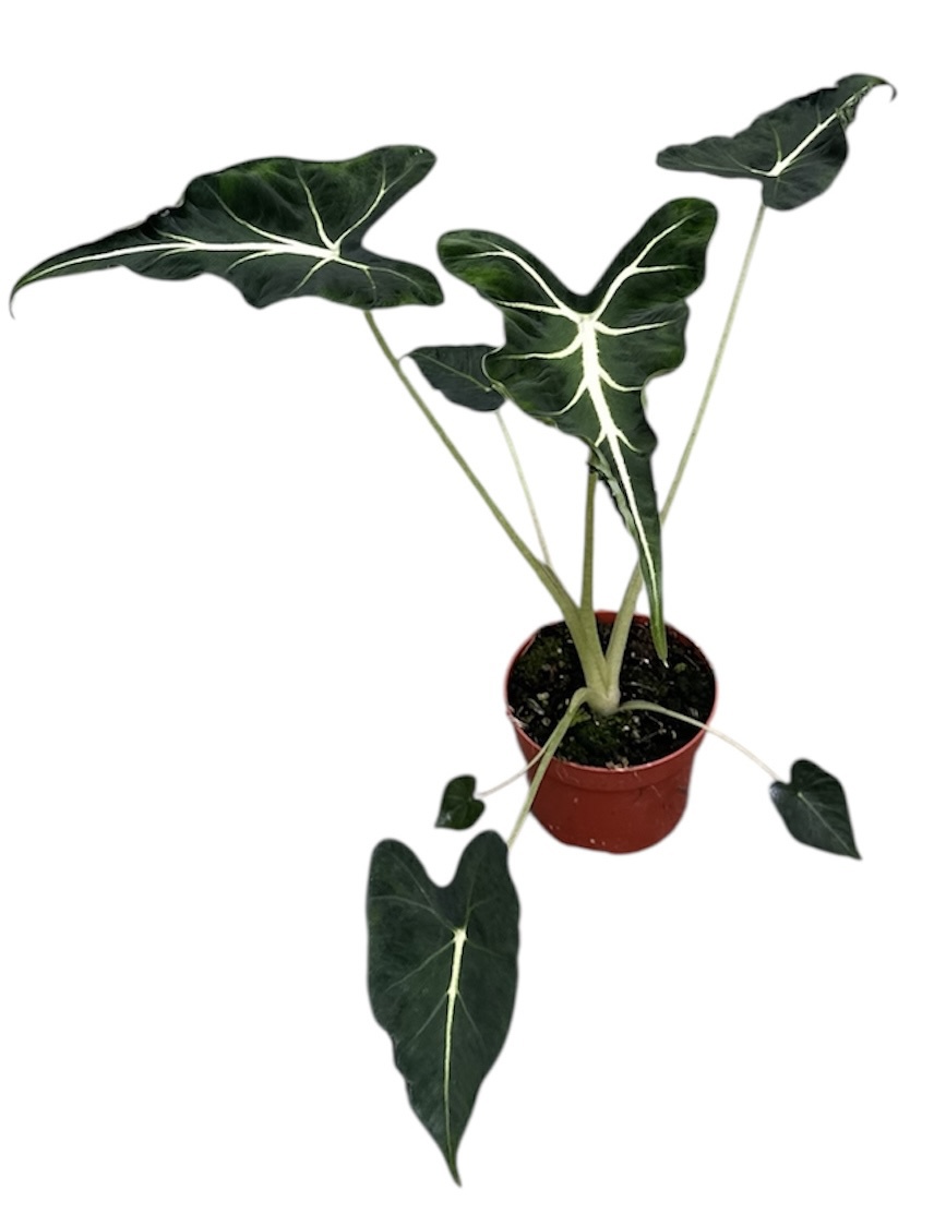Горшечные цветы и растения оптом Alocasia Frydek Tattoo от 1шт (для телеги) из Голландии с доставкой по России
