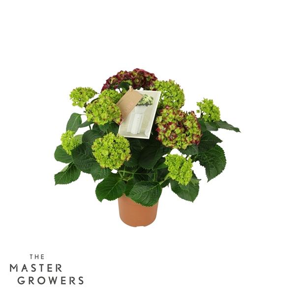 Горшечные цветы и растения оптом Hydrangea Ma Hi Fire Lila 7+ от 6шт из Голландии с доставкой по России