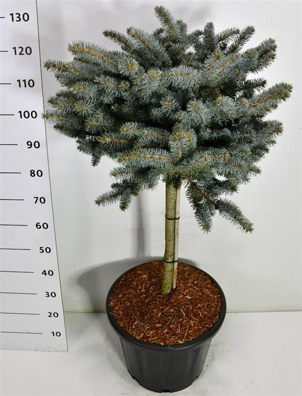 Горшечные цветы и растения оптом Picea Pung Glauca Globosa On Stem от 1шт из Голландии с доставкой по России