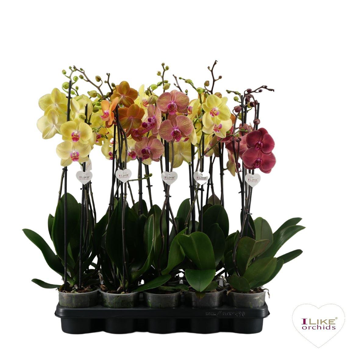 Горшечные цветы и растения оптом Phal 2st Yellow/orange Mix 16+ (levo) от 10шт из Голландии с доставкой по России