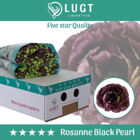 Срезанные цветы оптом Lisianthus do rosanne black pearl от 140шт из Голландии с доставкой по России