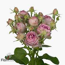 Срезанные цветы оптом Rosa sp lavender lace от 30шт из Голландии с доставкой по России