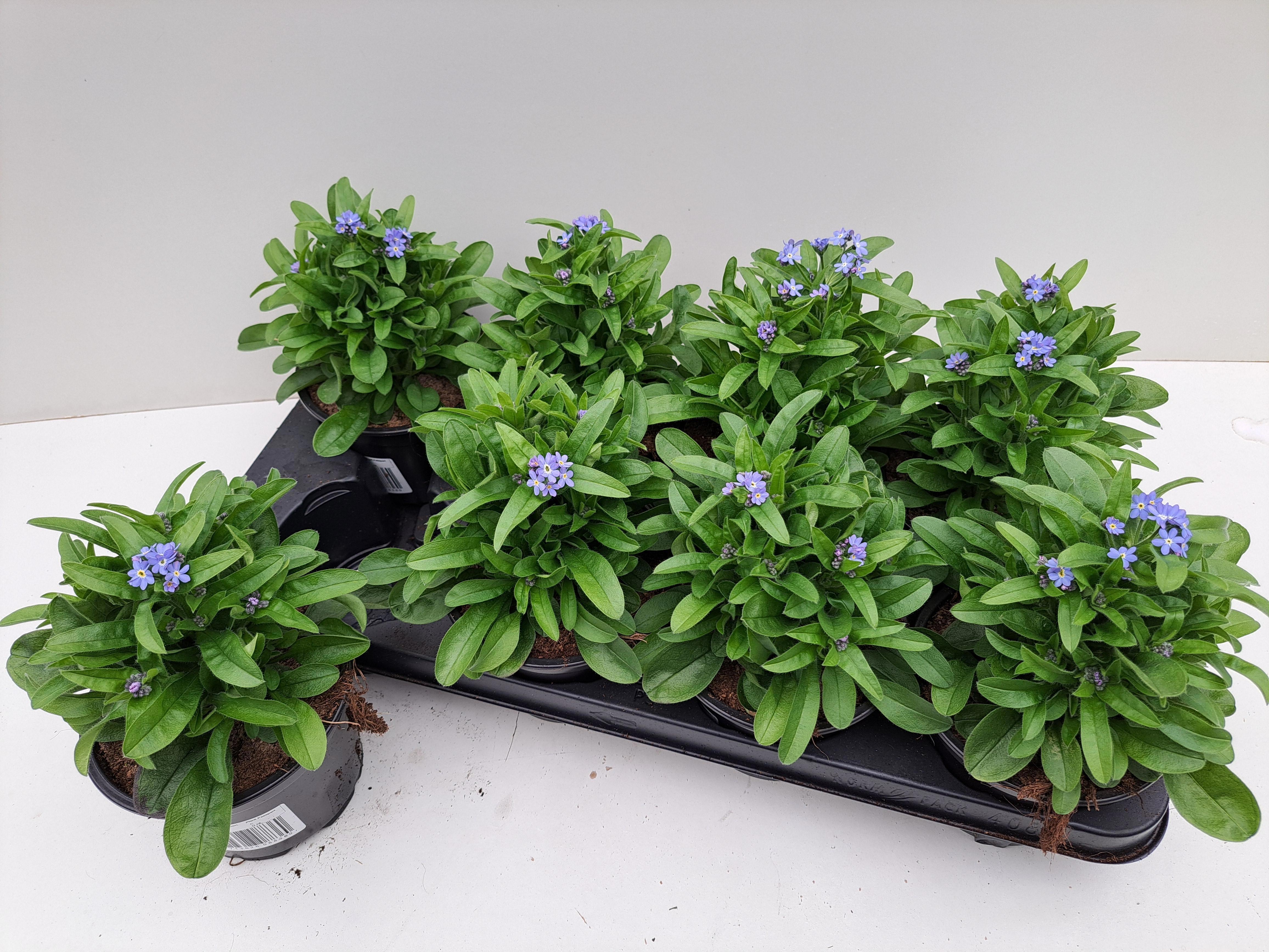 Горшечные цветы и растения оптом Myos Sy Mon Amie от 8шт из Голландии с доставкой по России