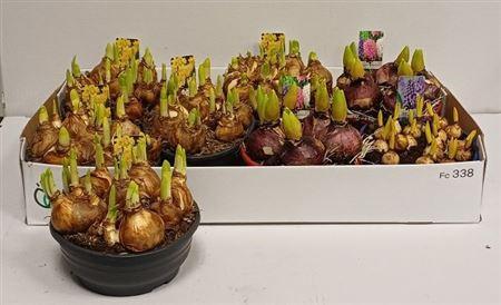 Горшечные цветы и растения оптом ** Bolbloemen Gem * Spring Deal * от 7шт из Голландии с доставкой по России