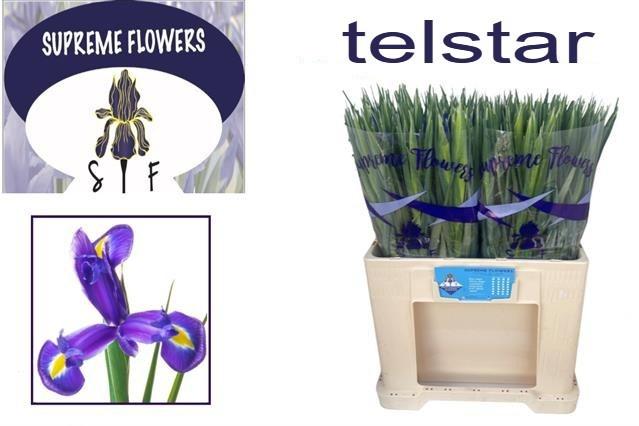 Срезанные цветы оптом Iris telstar от 200шт из Голландии с доставкой по России